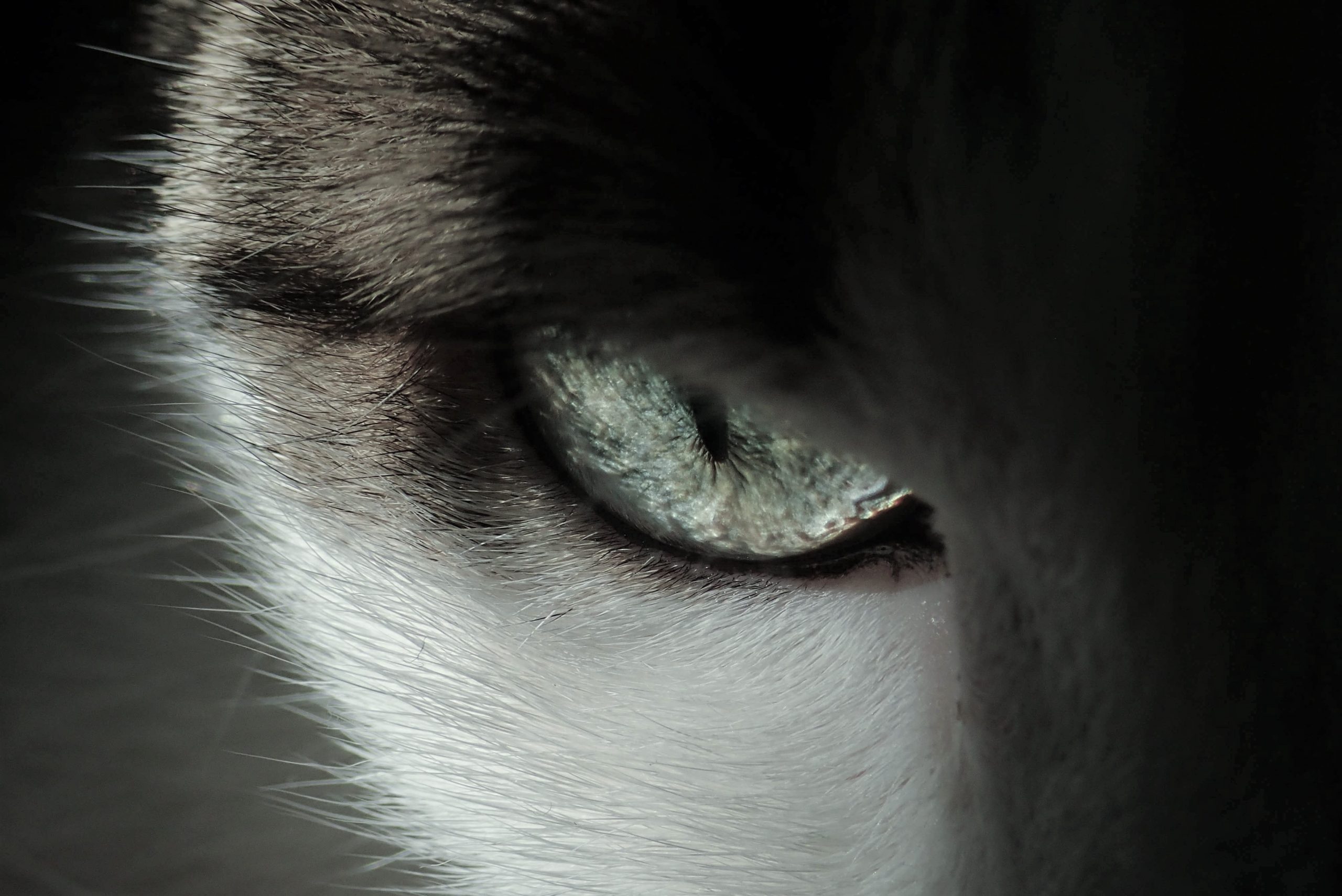 close-up-photo-of-cat-s-eye-3324591-scaled.jpg