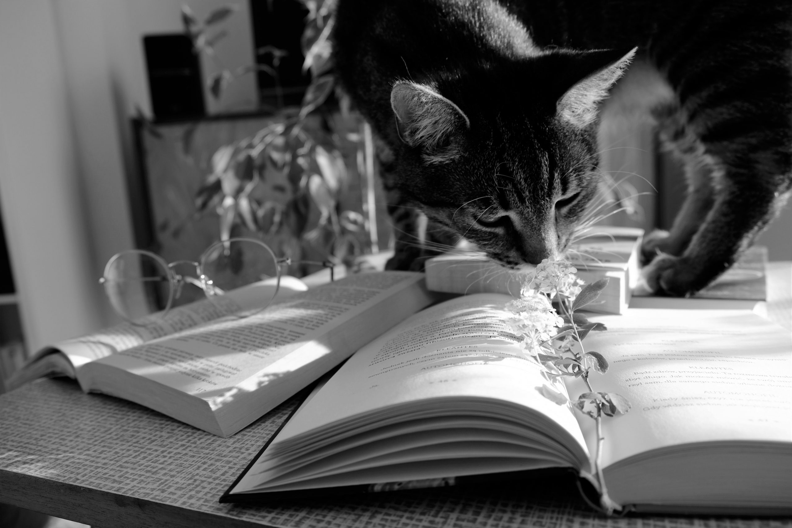 photo-of-cat-standing-on-top-of-a-book-2383122-scaled.jpg